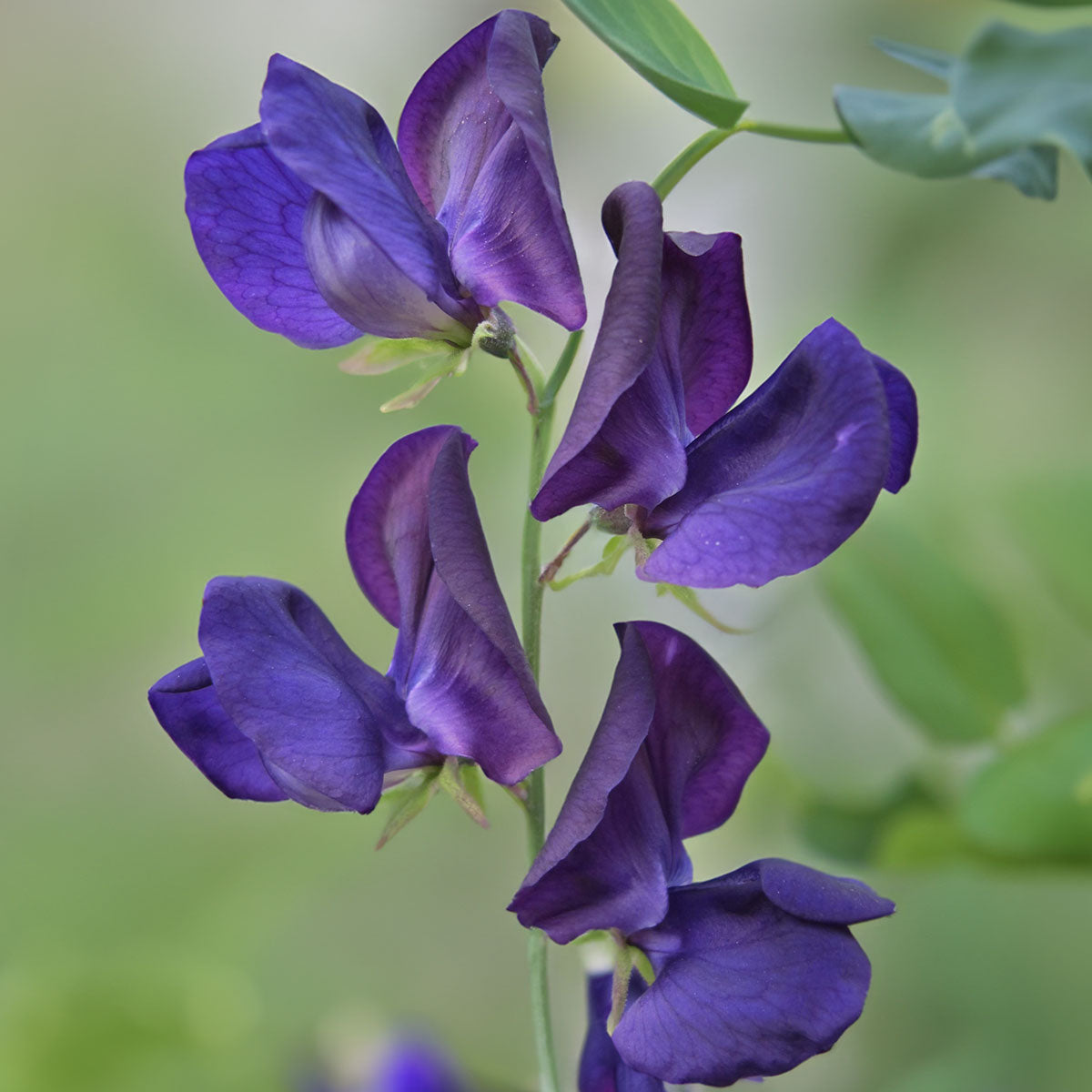 Sweet Pea 'Lord Nelson' seeds