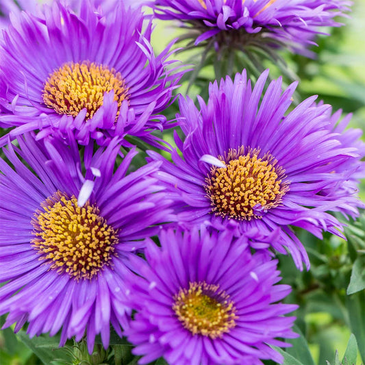 Symphyotrichum novae-angliae 'Purple Dome' (Aster)