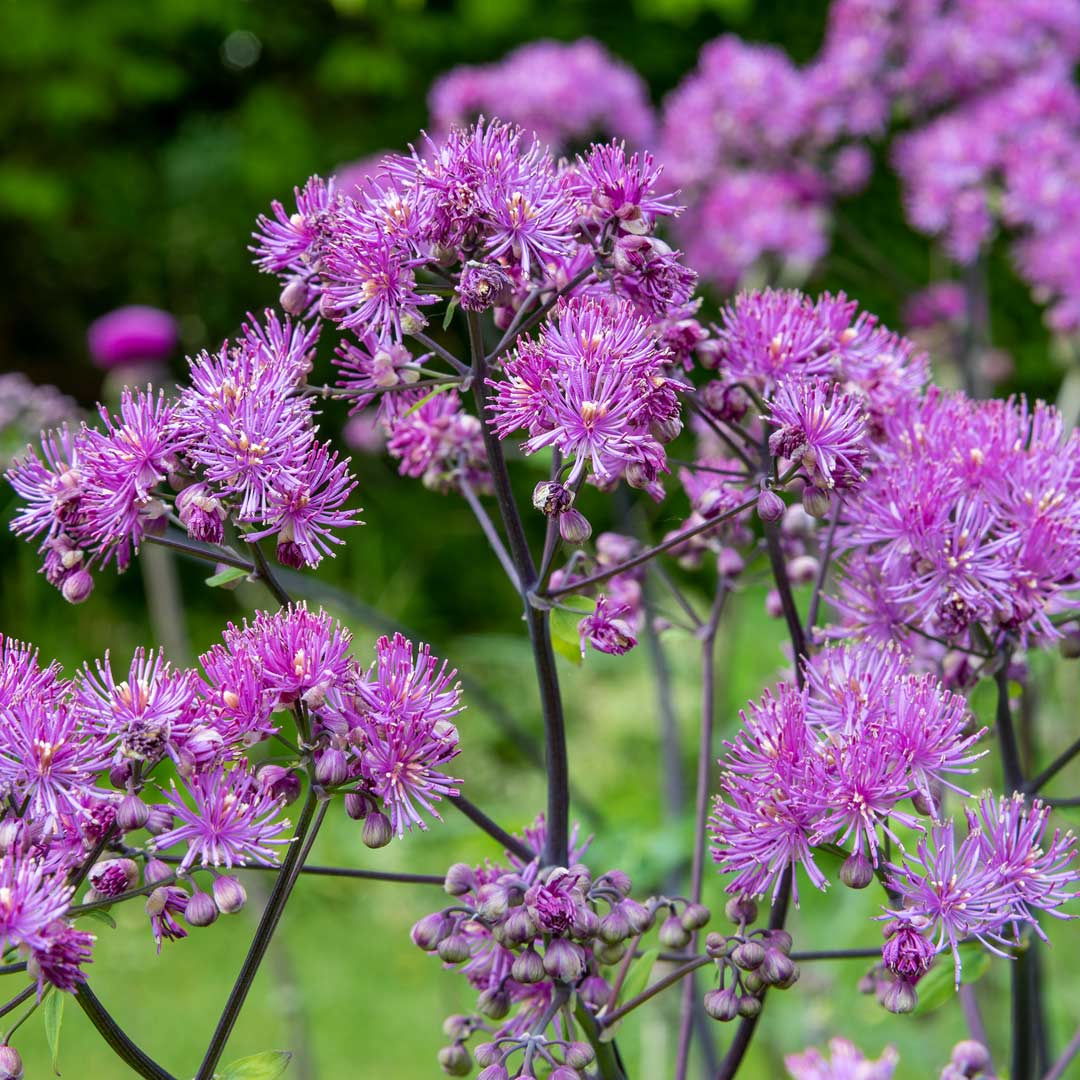 Thalictrum 'Black Stockings'. Close up of lavender-purple flowers.