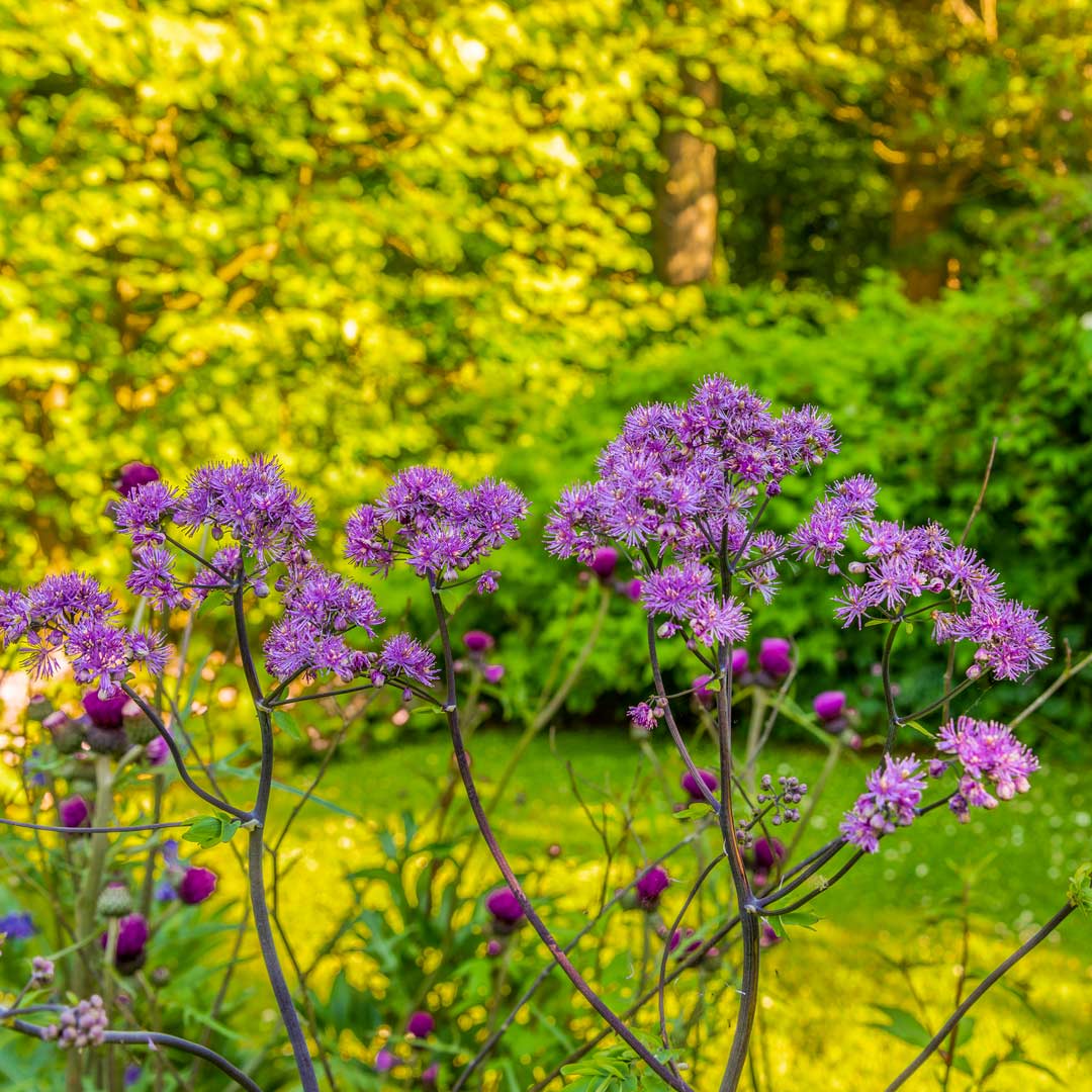 Thalictrum 'Black Stockings' (Meadow Rue) in the Tea Garden at Barnsdale Gardens.
