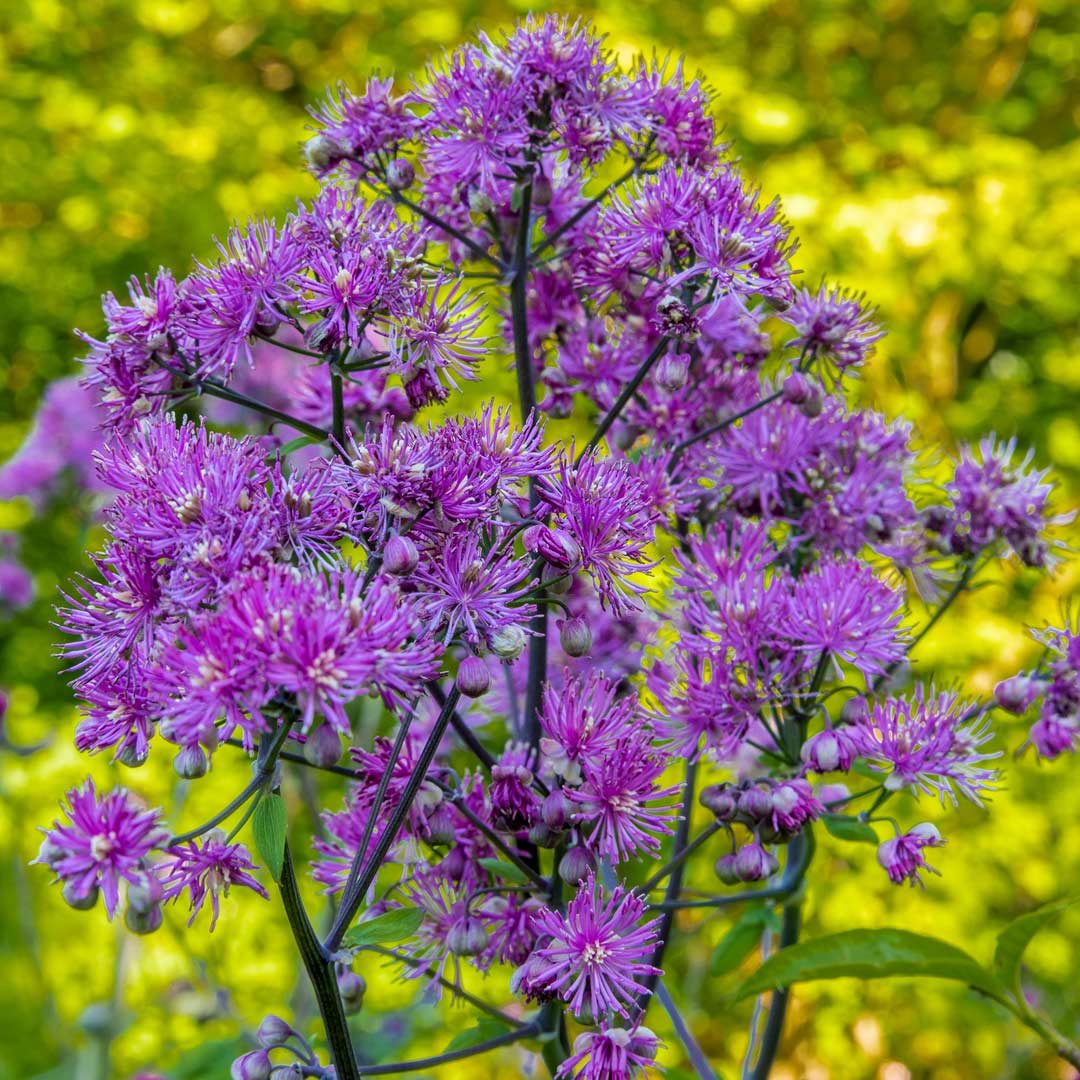 Thalictrum 'Black Stockings'. Close up of lavender-purple flowers. in the Tea Garden at Barnsdale Gardens.