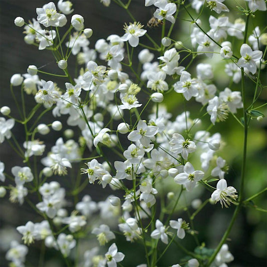 Thalictrum delavayi 'Album'