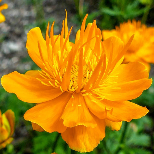 Trollius chinensis 'Golden Queen'