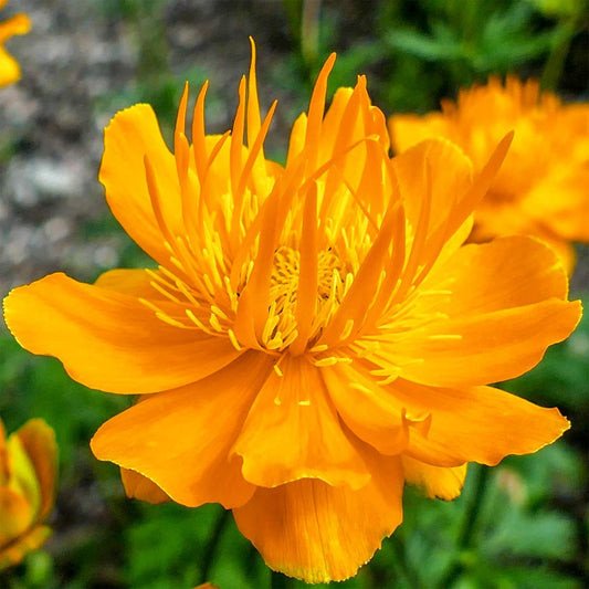 Trollius chinensis 'Golden Queen'