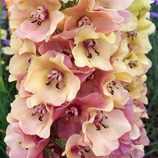 Verbascum 'Caribbean Crush'