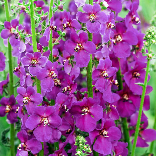 Verbascum phoeniceum 'Violetta'