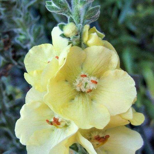 Verbascum 'Primrose Path'