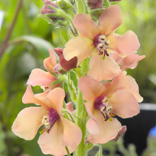 Verbascum 'Royal Highland'