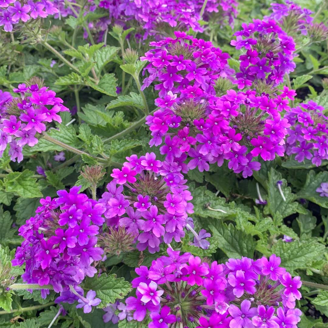 Verbena 'Homestead Purple' (Glandularia) – Barnsdale Gardens