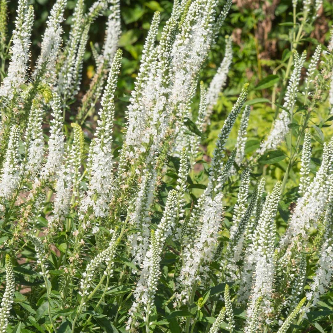 Veronica longifolia 'Charlotte'