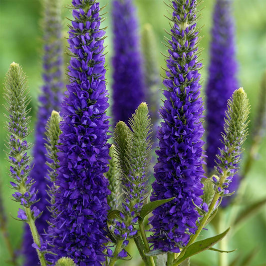 Veronica 'Ulster Dwarf Blue'