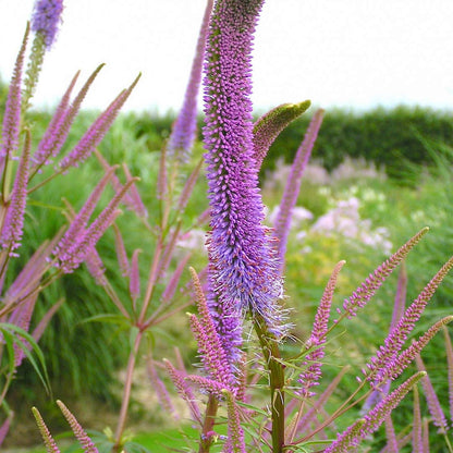 Veronicastrum virginicum 'Fascination'