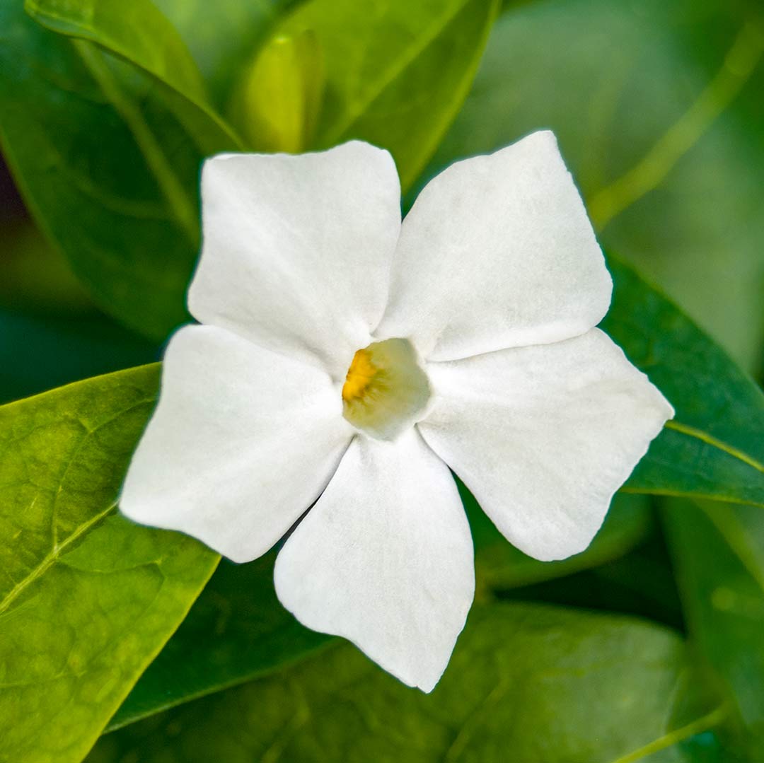 Close up of single white flower of Periwinkle, Vinca difformis 'Alba'.