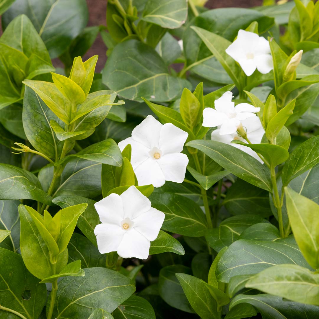 Vinca Difformis Alba Barnsdale Gardens Vinca Difformis Alba Barnsdale Gardens
