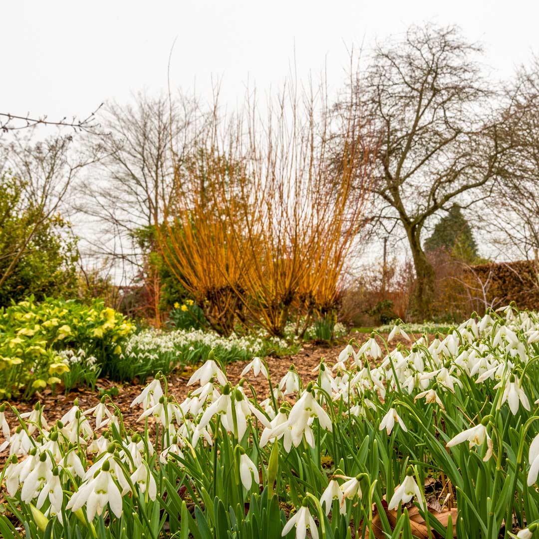 Winter and Snowdrops Walk: Breakfast and a Guided Walk. 13th February, 2024.