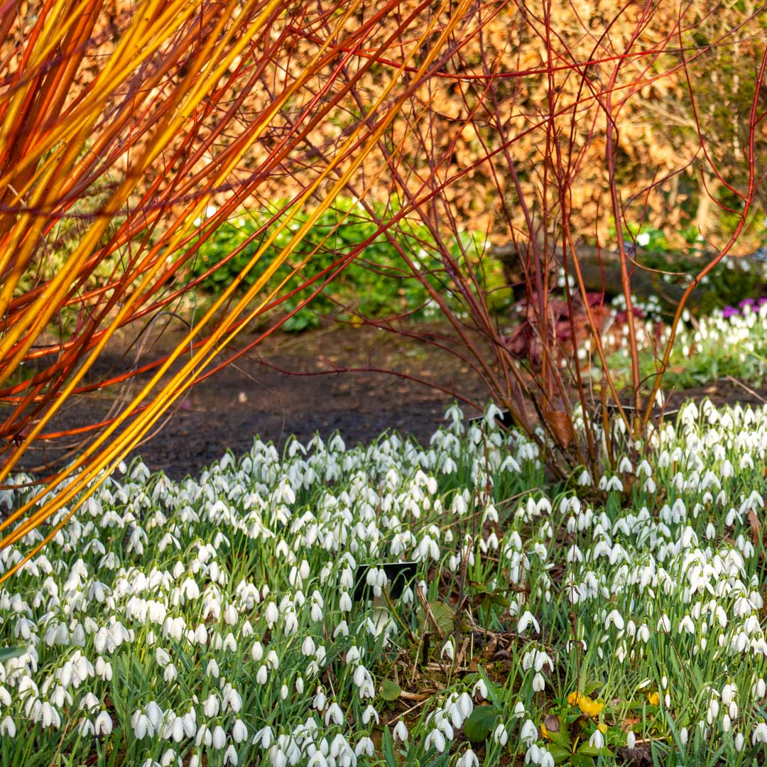 Winter and Snowdrops Walk: Breakfast and a Guided Walk. 13th February, 2024.