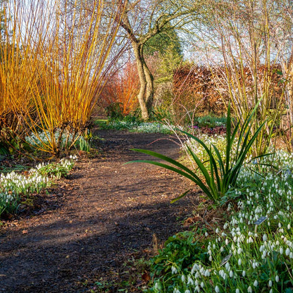 Winter and Snowdrops Walk: Breakfast and a Guided Walk. 13th February, 2024.