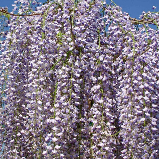 Wisteria floribunda 'Multijuga'