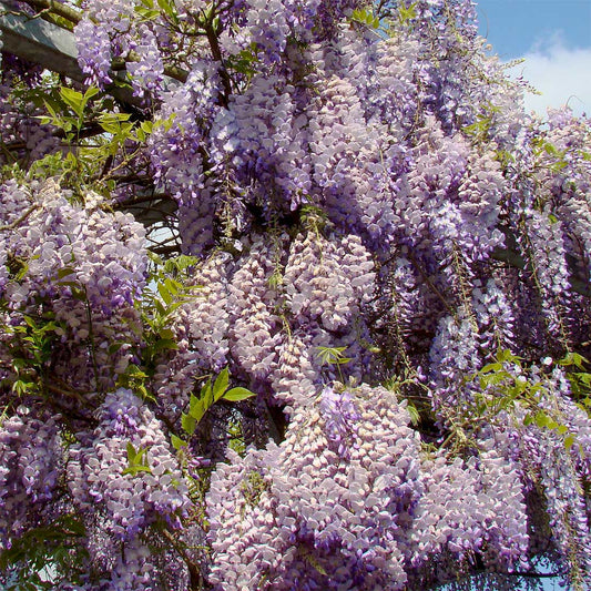 Wisteria sinensis 'Prolific'